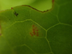 Pucciniastrum pyrolae