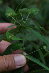 Euphorbia variabilis
