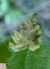 Orchestes pallicornis