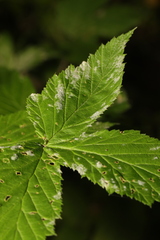 Podosphaera filipendulae