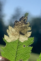 Orchestes pallicornis