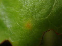 Pucciniastrum pyrolae