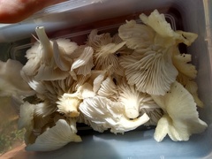 Pleurotus albidus