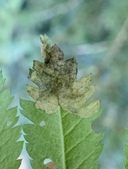 Orchestes pallicornis