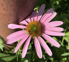 Agapostemon virescens