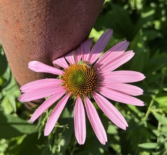 Agapostemon virescens