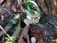 Pleurotus albidus