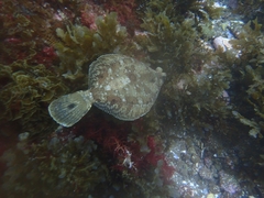 Pleuronichthys coenosus
