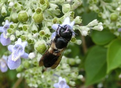 Megachile disjunctiformis