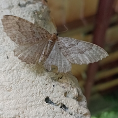 Triphosa