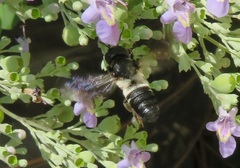 Megachile disjunctiformis