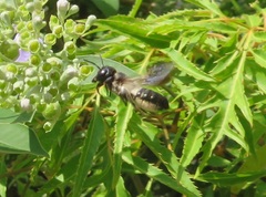 Megachile disjunctiformis