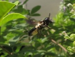 Megachile disjunctiformis