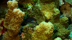 Pseudocheilinus tetrataenia