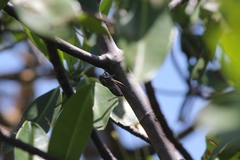 Diceroprocta viridifascia