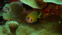Pycnochromis