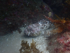 Scorpaena guttata