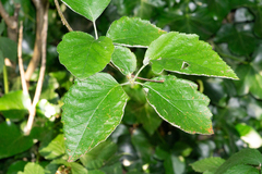 Karpatiosorbus croceocarpa