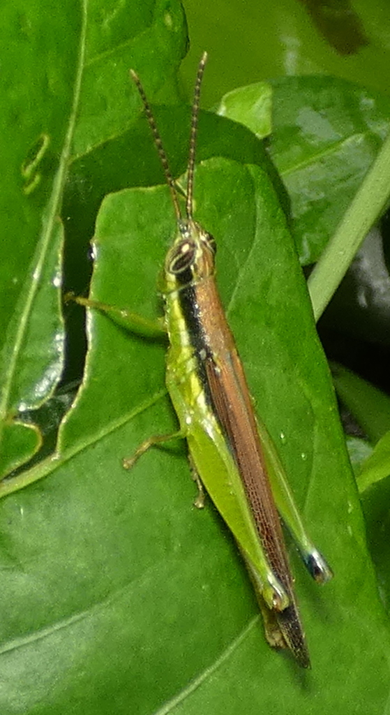 Stenopola