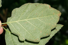 Karpatiosorbus croceocarpa