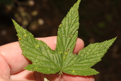 Dasineura ulmaria