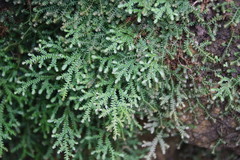Selaginella delicatula