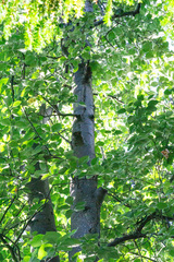 Karpatiosorbus croceocarpa