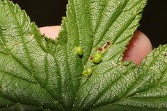 Dasineura ulmaria