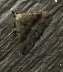 Phalaenostola eumelusalis