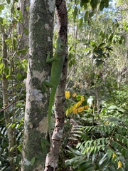 Anolis cuvieri