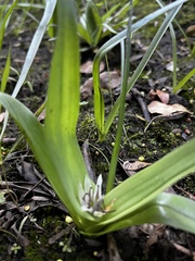 Colchicum longipes