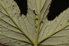 Dasineura ulmaria