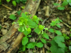 Silene baccifera