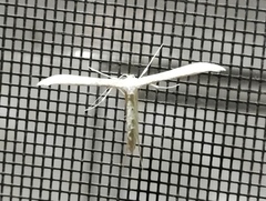 Hellinsia homodactylus