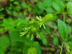Silene baccifera