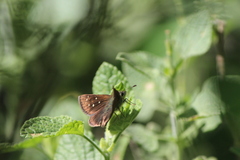 Piruna cyclosticta