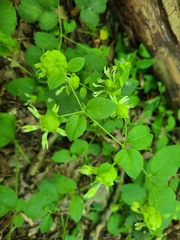 Silene baccifera