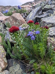 Polemonium confertum