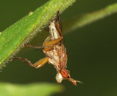 Limnia conica