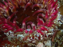 Cribrinopsis albopunctata