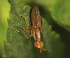 Limnia conica