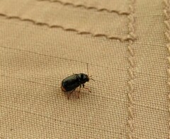 Cryptocephalus renatae