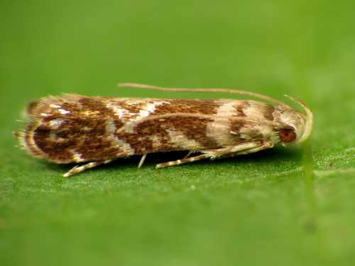 Holophysis emblemella photo 5