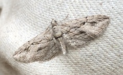 Eupithecia phoeniceata