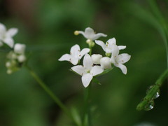 Galium rivale
