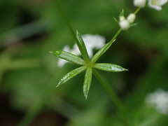 Galium rivale