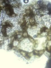 Lycogala exiguum