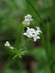 Galium rivale