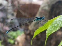 Caconeura ramburi