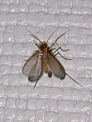 Phlebotominae